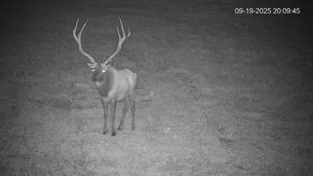 Pennsylvania Elk Live Webcam - Sep 19, 2025, 8:10pm EDT