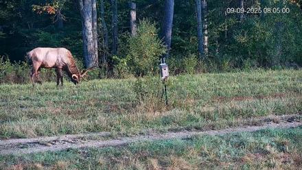 Pennsylvania Elk Live Webcam - Sep 9, 2025, 8:05am EDT