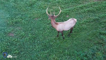 Pennsylvania Elk Live Webcam - Sep 6, 2026, 7:38pm EDT