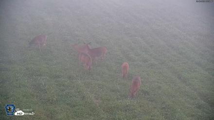 Pennsylvania Elk Live Webcam - Sep 6, 2026, 6:38am EDT
