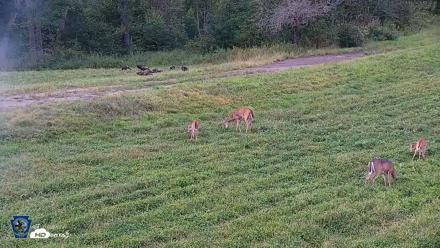 Pennsylvania Elk Live Webcam - Sep 8, 2026, 6:33pm EDT