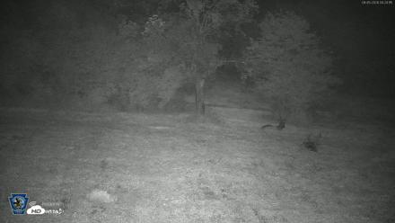 Pennsylvania Elk Live Webcam - Aug 5, 2026, 4:26am EDT