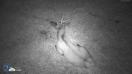Pennsylvania Elk Live Webcam - Sep 9, 2026, 7:57pm EDT