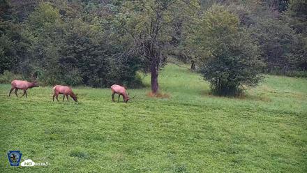 Pennsylvania Elk Live Webcam - Aug 11, 2026, 7:24am EDT