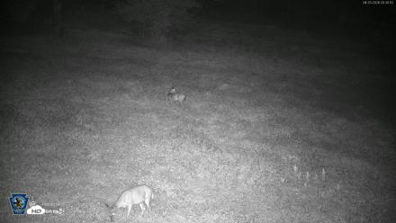 Pennsylvania Elk Live Webcam - Aug 20, 2026, 3:31am EDT