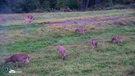 Pennsylvania Elk Live Webcam - Sep 28, 2026, 6:32pm EDT