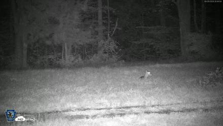 Pennsylvania Elk Live Webcam - Sep 29, 2026, 8:46pm EDT