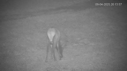 Pennsylvania Elk Live Webcam - Sep 4, 2025, 8:14pm EDT