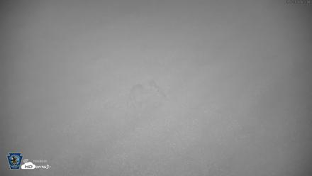 Pennsylvania Elk Live Webcam - Sep 7, 2026, 6:23am EDT