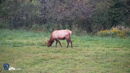 Pennsylvania Elk Live Webcam - Sep 8, 2026, 6:47pm EDT