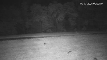 Pennsylvania Elk Live Webcam - Sep 13, 2025, 12:09am EDT