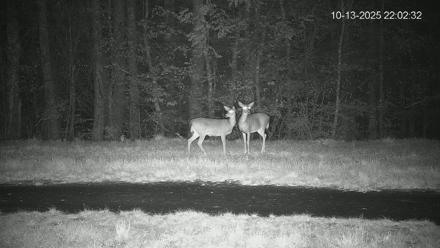 Pennsylvania Elk Live Webcam - Oct 13, 2025, 10:03pm EDT