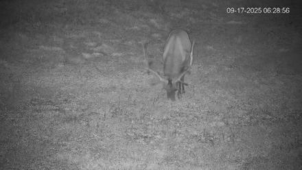 Pennsylvania Elk Live Webcam - Sep 17, 2025, 6:29am EDT