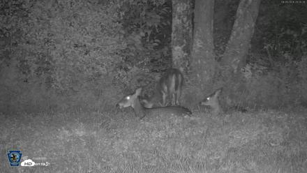 Pennsylvania Elk Live Webcam - Sep 26, 2026, 8:01pm EDT