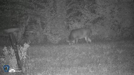 Pennsylvania Elk Live Webcam - Sep 29, 2026, 3:47am EDT