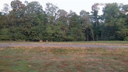 Pennsylvania Elk Live Webcam - Sep 4, 2025, 6:52am EDT