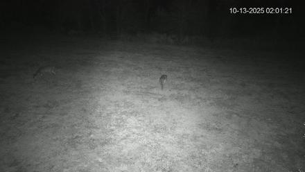 Pennsylvania Elk Live Webcam - Oct 13, 2025, 2:01am EDT