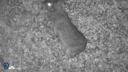 Pennsylvania Elk Live Webcam - Oct 3, 2026, 10:37pm EDT