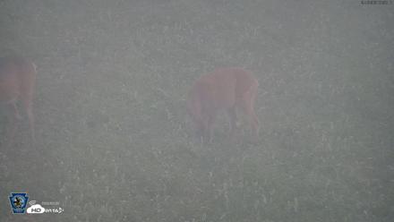Pennsylvania Elk Live Webcam - Sep 6, 2026, 6:32am EDT