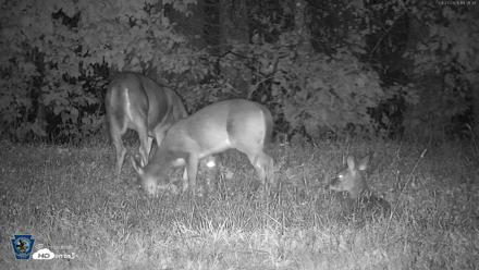 Pennsylvania Elk Live Webcam - Sep 27, 2026, 7:32pm EDT