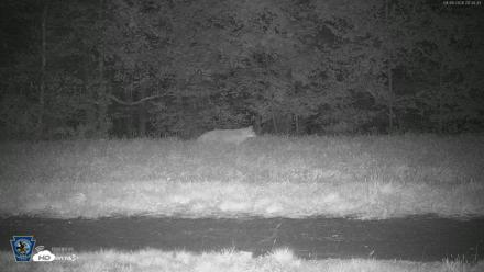 Pennsylvania Elk Live Webcam - Sep 9, 2026, 8:36pm EDT