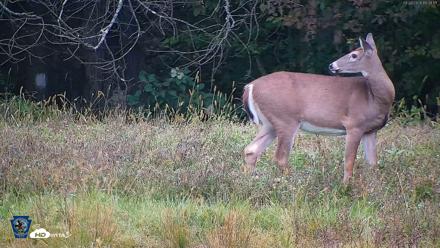 Pennsylvania Elk Live Webcam - Sep 28, 2026, 6:40pm EDT