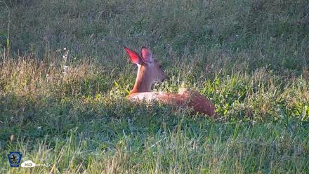Pennsylvania Elk Live Webcam - Sep 6, 2026, 6:16pm EDT