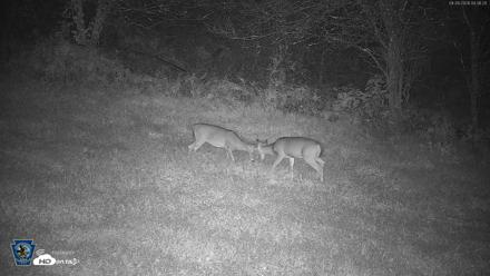 Pennsylvania Elk Live Webcam - Sep 28, 2026, 4:37am EDT