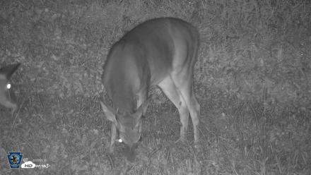 Pennsylvania Elk Live Webcam - Sep 28, 2026, 4:33am EDT