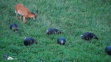 Pennsylvania Elk Live Webcam - Sep 9, 2026, 5:56pm EDT