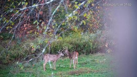 Pennsylvania Elk Live Webcam - Oct 8, 2025, 6:27pm EDT