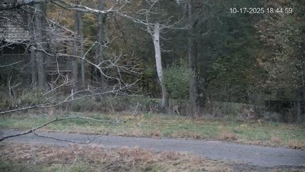 Pennsylvania Elk Live Webcam - Oct 17, 2025, 6:45pm EDT