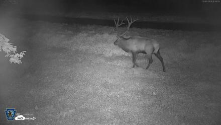 Pennsylvania Elk Live Webcam - Oct 3, 2026, 9:35pm EDT