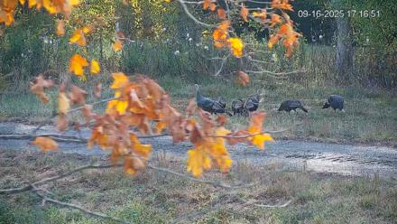 Pennsylvania Elk Live Webcam - Sep 16, 2025, 5:17pm EDT