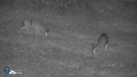 Pennsylvania Elk Live Webcam - Sep 28, 2026, 6:32am EDT