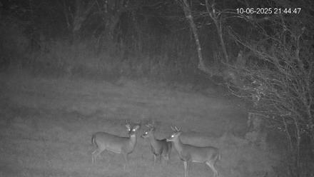 Pennsylvania Elk Live Webcam - Oct 6, 2025, 9:45pm EDT