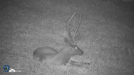 Pennsylvania Elk Live Webcam - Aug 11, 2026, 4:08am EDT