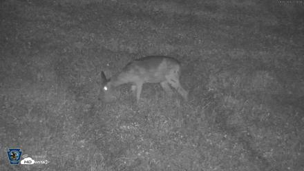 Pennsylvania Elk Live Webcam - Sep 5, 2026, 10:01pm EDT