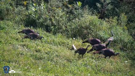 Pennsylvania Elk Live Webcam - Sep 7, 2026, 11:52am EDT