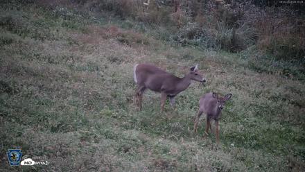 Pennsylvania Elk Live Webcam - Sep 30, 2026, 6:51am EDT