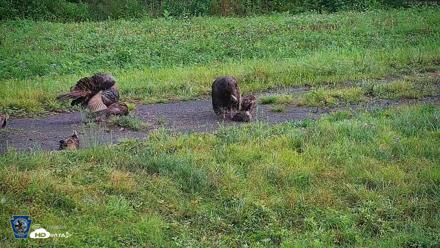 Pennsylvania Elk Live Webcam - Aug 8, 2026, 8:25am EDT