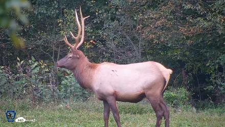 Pennsylvania Elk Live Webcam - Sep 9, 2026, 7:13pm EDT
