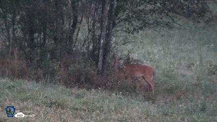 Pennsylvania Elk Live Webcam - Sep 9, 2026, 6:32am EDT