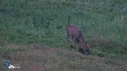 Pennsylvania Elk Live Webcam - Sep 28, 2026, 7:07pm EDT