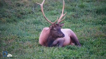 Pennsylvania Elk Live Webcam - Sep 8, 2026, 7:33pm EDT