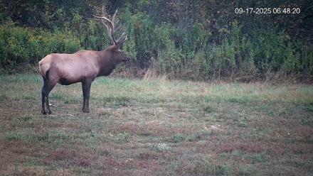 Pennsylvania Elk Live Webcam - Sep 17, 2025, 6:49am EDT