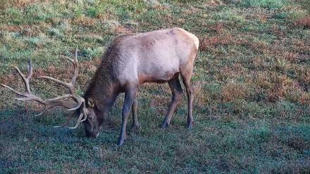 Pennsylvania Elk Live Webcam - Sep 9, 2025, 7:56am EDT