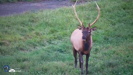 Pennsylvania Elk Live Webcam - Sep 8, 2026, 7:04pm EDT
