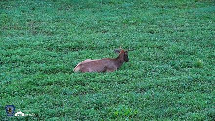 Pennsylvania Elk Live Webcam - Aug 6, 2026, 7:45am EDT