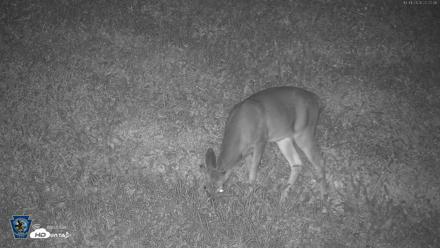 Pennsylvania Elk Live Webcam - Oct 1, 2026, 10:23pm EDT